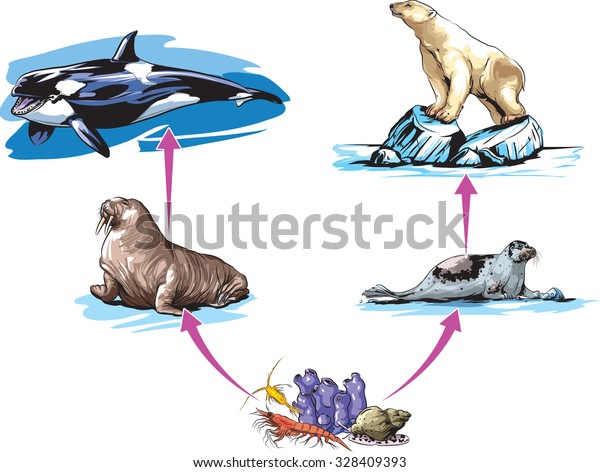 North Pole Food Chain Example のベクター画像素材 ロイヤリティフリー