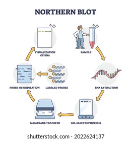 Northern blob extraction method to detect RNA in sample outline diagram. Educational molecular process explanation with electrophoresis, membrane transfer and probe hybridization vector illustration.