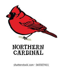 Northern cardinal