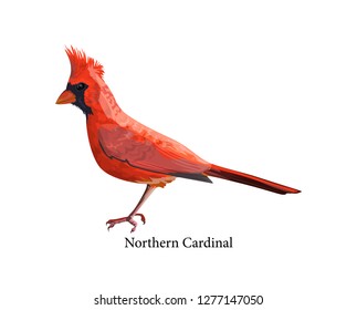 Northern cardinal bird with bright red feather and beak. Animal in the wildlife. Isolated vector illustration