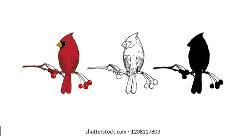 Northern cardinal, a bird of the family of finches, color, black and white image and silhouette on a white background, vector illustration