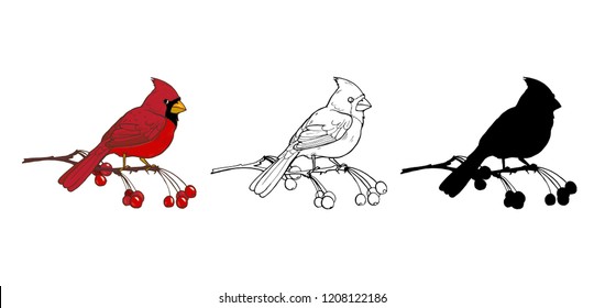 Northern cardinal, a bird of the family of finches, color, black and white image and silhouette on a white background, vector illustration