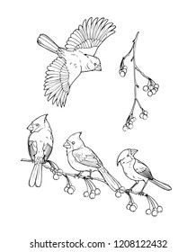 Northern cardinal, a bird of the family of finches,  black and white vector illustration