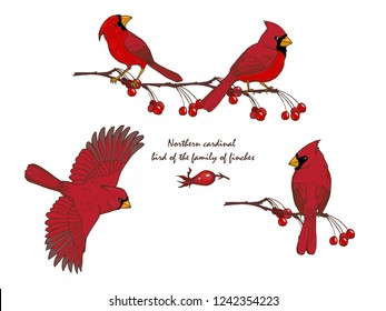 Northern cardinal, a bird of the family of finches, color on a white background, vector illustration