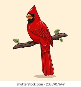 Northern Cardinal Bird Illustrations Cartoon Red Bird Isolated Vector