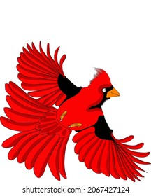 Northern cardinal bird on a white background . vector bird illustration