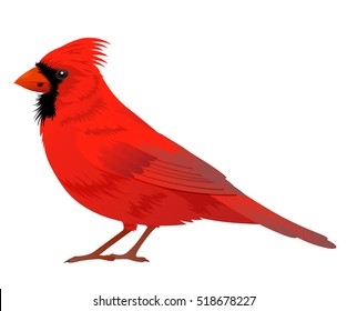 Northern Cardinal Bird On A White Background. Vector Illustration.