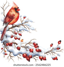 Northern cardinal bird on a winter snowy branch with rose hip berries, branch arched like a corner vignette, white background, watercolor, simple