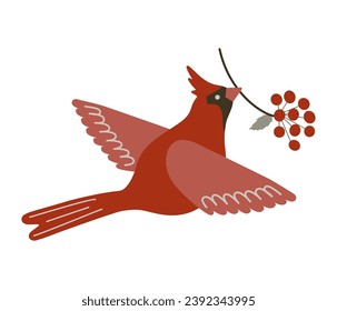 Northern cardinal bird with red berries. Cute flying Red cardinal songbird with rowan tree branch in beak isolated on white background. Winter forest bird vector illustration for Christmas design