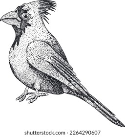 Northern cardinal bird. Vector sketch of hand drawn bird. 