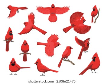 Northern Cardinal Bird Winter Red Various Poses Cartoon Vector Character