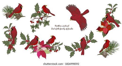 Northern cardinal birds and Christmas plants, new year compositions with winter plants and birds, set, vector illustration