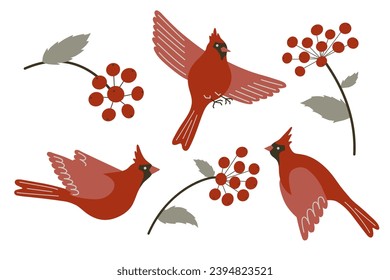 Northern cardinal birds and red berries vector set. Cute flying Red cardinal songbirds and rowan tree branches with berries isolated on white background. Winter forest birds illustration