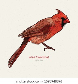The northern cardinal (Cardinalis cardinalis) is a bird in the genus Cardinalis; it is also known colloquially as the redbird, common cardinal or just cardinal, hand draw sketch vector.