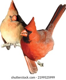 Northern Cardinal (Cardinalis cardinalis) Male and Female Bird Isolated 