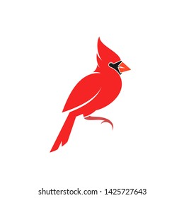 Northern cardinal. Cute bird. Crimson cardinal on white background
