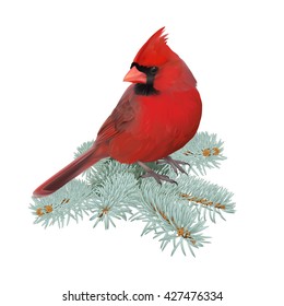 Northern Cardinal.
Hand drawn vector illustration of a male Northern cardinal perched on a spruce twig.Transparent background, realistic representation.
