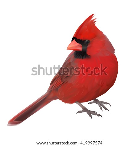 Northern Cardinal portrait - Cardinalis cardinalis.
Hand drawn vector illustration of a male Northern cardinal showing off its beautiful red plumage.Transparent background, realistic representation.
