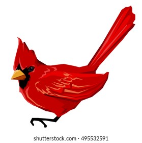 Northern cardinal, Red Cardinal bird, vector illustration bird, wildlife.