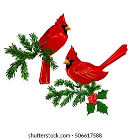 Northern cardinal, Red Cardinal bird, vector illustration bird, wildlife. Hand Drawn Vector Illustration of bird. Winter illustration. Birds sitting on a tree.