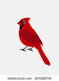 Northern cardinal. Red Male winter Christmas bird. Isolated vector stock illustration EPS 10 on white background