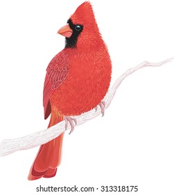 Northern cardinal sitting on a tree branch isolated on white background