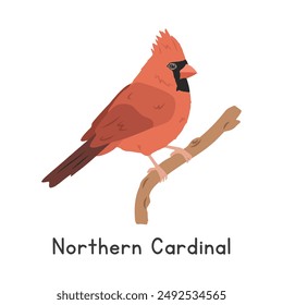 Northern cardinal vector illustration, cartoon clipart character, animal in flat style. Wild animals, avian, birds concept. Red cardinal vector design isolated on white background