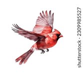 Northern Cardinal vector watercolor painting ilustration