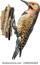 Northern Flicker (Colaptes auratus) North American Woodpecker Bird Isolated