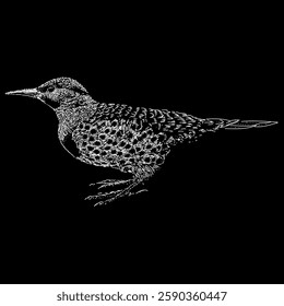 Northern Flicker hand drawing illustration isolated on black background.