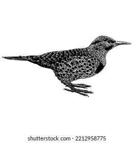 Northern Flicker hand drawing. Vector illustration isolated on white background.
