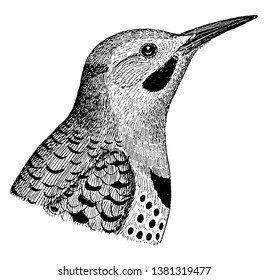 Northern Flicker es un miembro mediano de la familia de pájaros carpinteros, dibujo de líneas antiguas o ilustración de grabado.