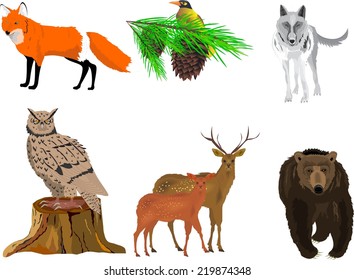 The northern forest's animals