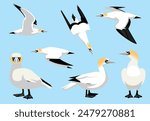 Northern Gannet Bird Flying Standing Poses Vector Illustration