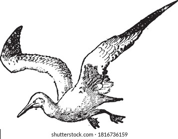 Northern gannet, From the Dictionary of Word and Things, 1888.