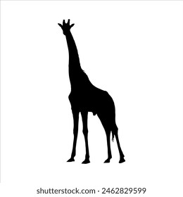 Northern giraffe silhouette isolated on white background. Giraffe bird icon vector illustration design.