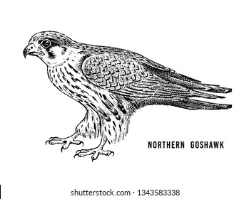 Northern goshawk. Wild forest bird of prey. Hand drawn sketch graphic style.  Fashion patch. Print for  t-shirt, Tattoo or badges.