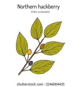 Northern hackberry (Celtis occidentalis), edible and medicinal plant. Hand drawn botanical vector illustration