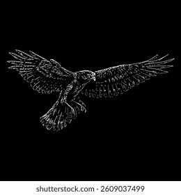 Northern Harrier hand drawing vector isolated on black background.