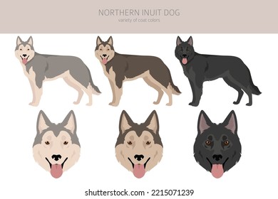 Northern Inuit dog clipart. All coat colors set.; All dog breeds characteristics infographic. Vector illustration