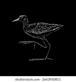 Northern Jacana hand drawing vector isolated on black background.