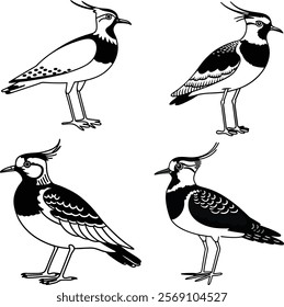 Northern lapwing bird bundle line art and illustrator eps