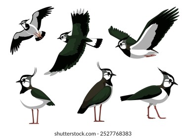 Northern Lapwing Bird Poses Vector Illustration