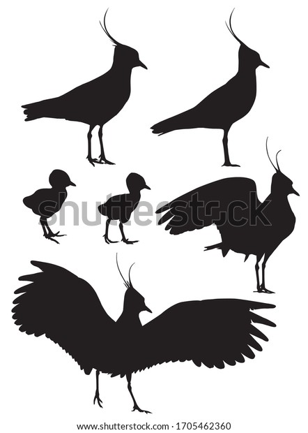 Northern Lapwing with\
chicks silhouettes\
set