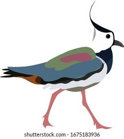 Northern lapwing, illustration, vector on white background.