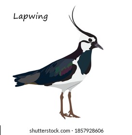 Northern lapwing isolated on white background