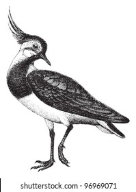 Northern Lapwing or Peewit (Vanellus cristatus) / vintage illustration from Meyers Konversations-Lexikon 1897