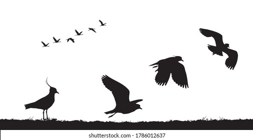 Northern lapwing take off in field. Vector silhouette