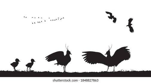 Northern lapwings family in field. Vector silhouette