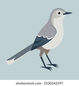 northern mockingbird vector art illustration